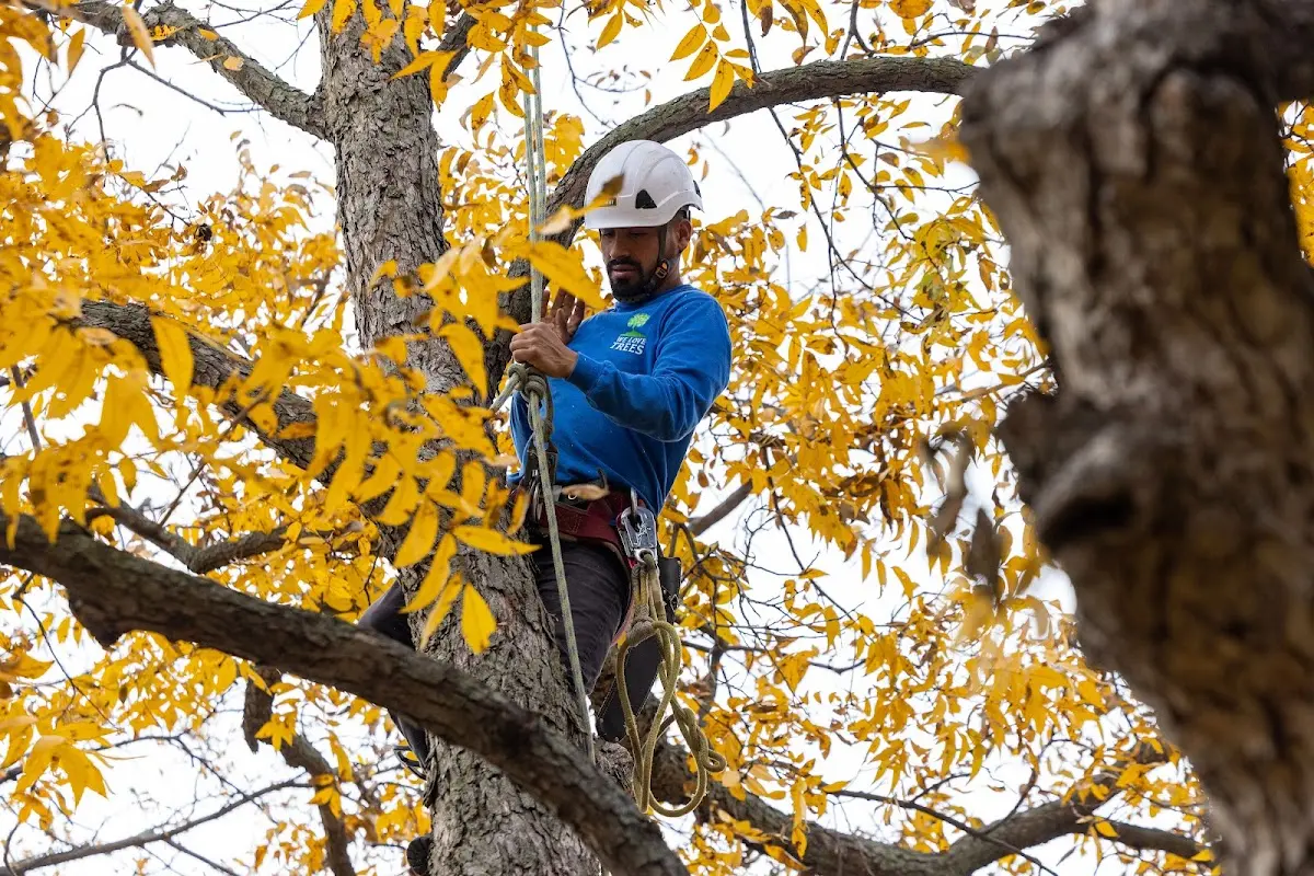 Skilled Storm Damage Cleanup crew working in Clarksburg